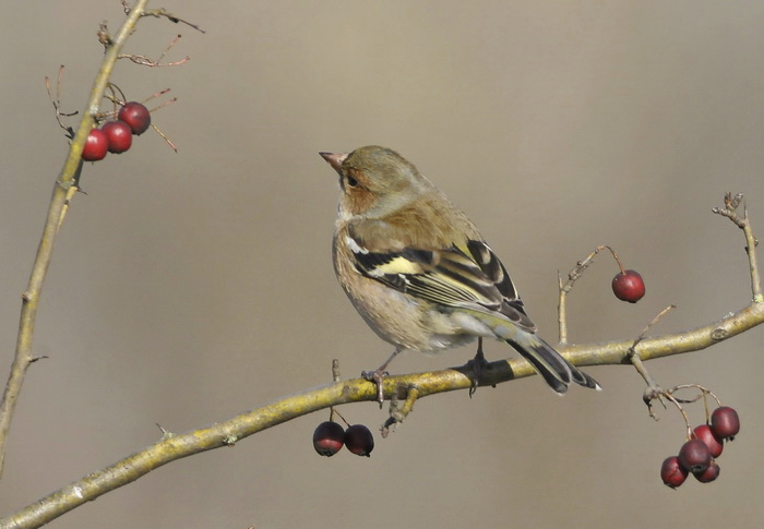 Romantico sognatore - Fringilla coelebs